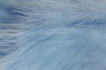 Close up of blue feather.