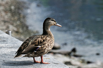 Ente