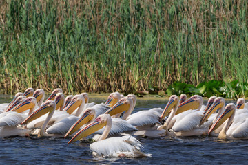 white pelicans in Danube Delta, Romania