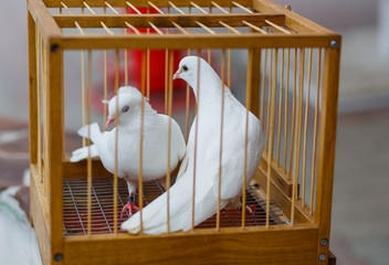 two white wedding dove in a cage