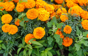 Bright orange marigold (Tagetes patula) flower close up