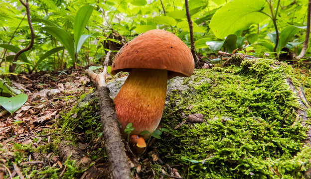 Big brown mushroom on top of a patch of moss. Photo taken in the forest of the Massif du Sud, Quebec, Canada.