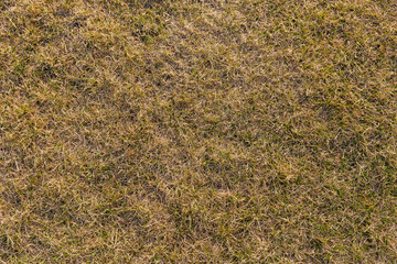 Ground texture with dry grass and small, rare tufts of green plants.