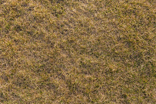 Ground texture with dry grass and small, rare tufts of green plants.