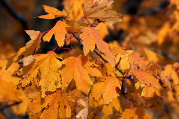 Autumn leaves background