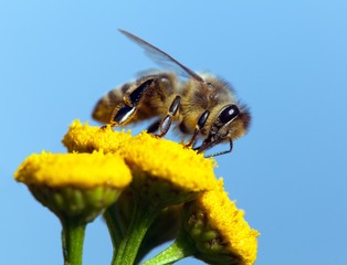 bee or honeybee in Latin Apis Mellifera