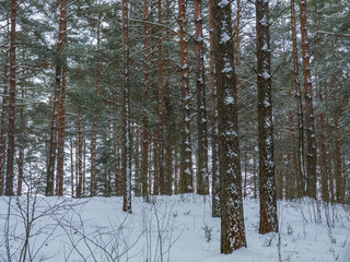 Fototapeta premium Beautiful winter pine forest