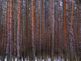 Fototapeta premium Beautiful winter pine forest