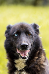 Dog with different eye colors