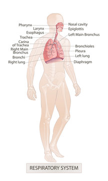 Respiratory System Vector of the human larynx nasal throttle anatomy. Hand drown sketch illustration