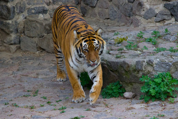 Tiger walking on a summer day