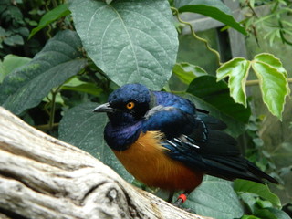 Bird