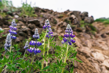 Lupinen Blüte, Geysir, Island I