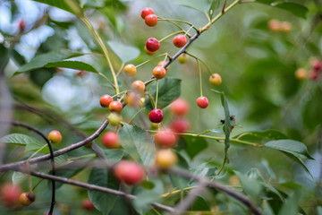 cherry tree close up with almost red cherries