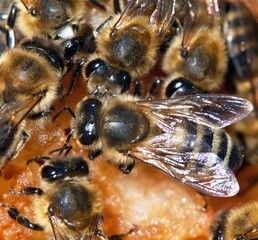group of bee or honeybee