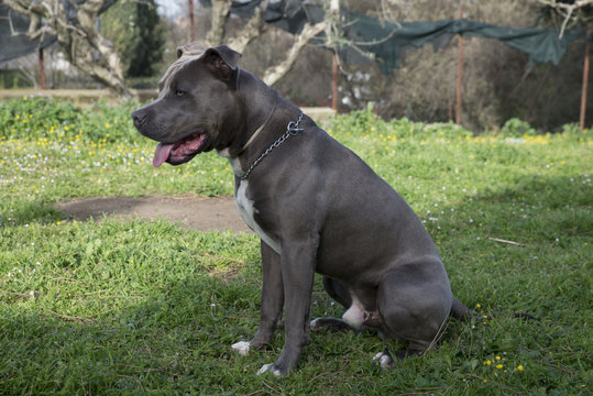 dog