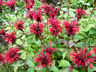 Red monarchy flowers are arched with large bright fluffy juicy fresh petals tender against the background of green grass and leaves. Monarda fistulosa plant