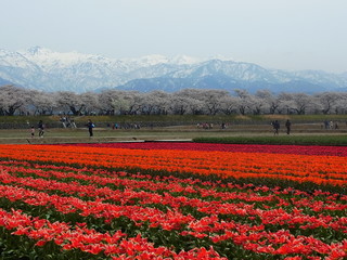 tulip in Japan