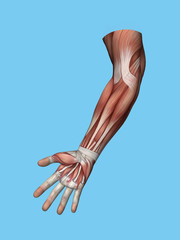 Anatomy front view of hand and arm muscles of a man including abductor pollicis brevis, flexor digiti minimi, extensor retinaculum, hypothenar muscle, flexor carpi radialis and brachioradalis muscle. - obrazy, fototapety, plakaty