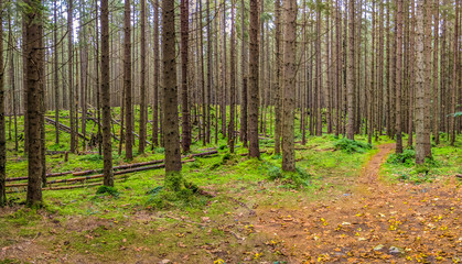 Carpathian mountain forest with route and moss in the autumn season