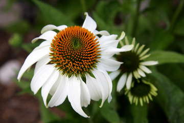 flower on green background