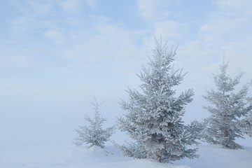 Snow covered coniferous trees in the winter landscape.