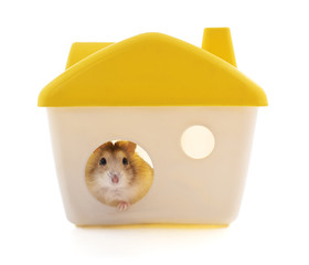 Hamster in the house.