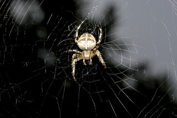 spider