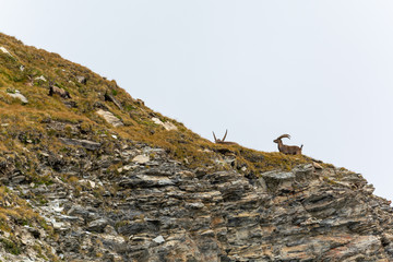 Group of five alpine ibex at the edge in the mountains