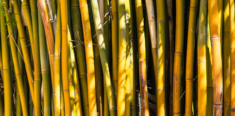 Fundo com bambu