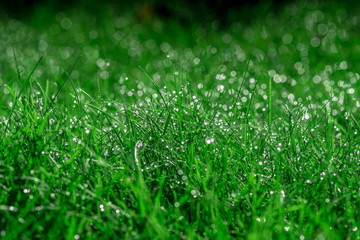 soczysta zielona trawa z kropelkami wody - obrazy, fototapety, plakaty