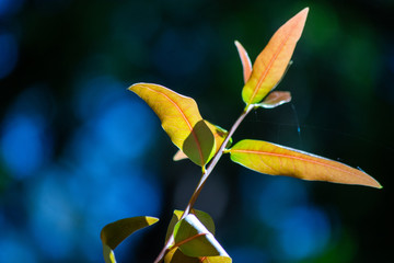 The Northern California Collection
