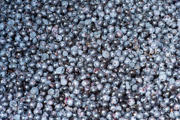 texture of grains of grape