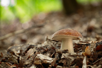 boletus reticulatus