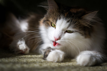 Fluffy cat licks his hair with his tongue