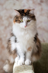 Portrait of a beautiful cat in the sunlight