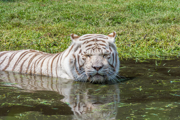 Fototapeta na wymiar White Tiger hiding in the water from the heat and looking at you.