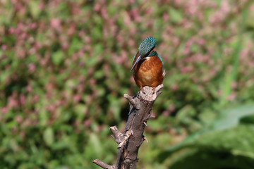 Kingfisher