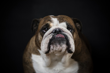 english bulldog su fondo nero