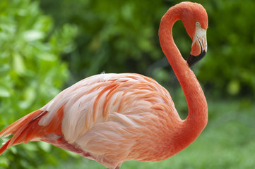 Flamingo Flamenco en el agua sobre fondo verde