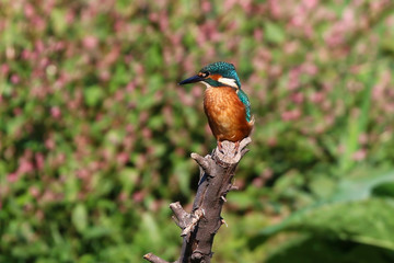 Kingfisher
