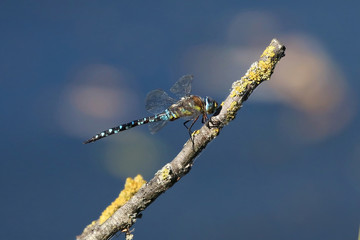 Emperor Hawker Dragonfly