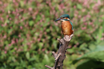 Kingfisher