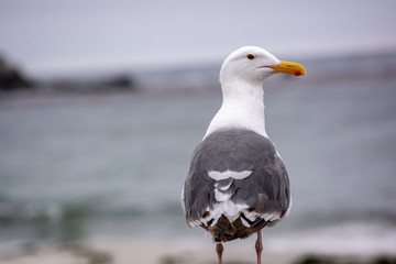 Birds Wonder Pebble Beach