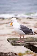 Birds Picnic at Pebble Beach