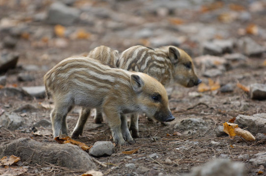 448 Best Marcassin Images Stock Photos Vectors Adobe Stock