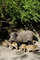 sanglier peste porcine marcassin gibier animaux foret ardennes Wallonie viande alimentation