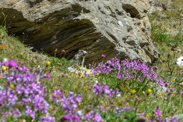 A marmot sitting under a rock in front of beautiful flowers