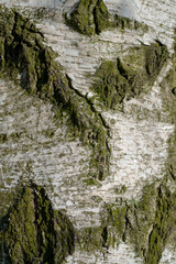 Fototapeta na wymiar spękana kora brzozy