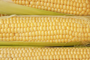 Ears of maize with rows of kernels and silk close-up